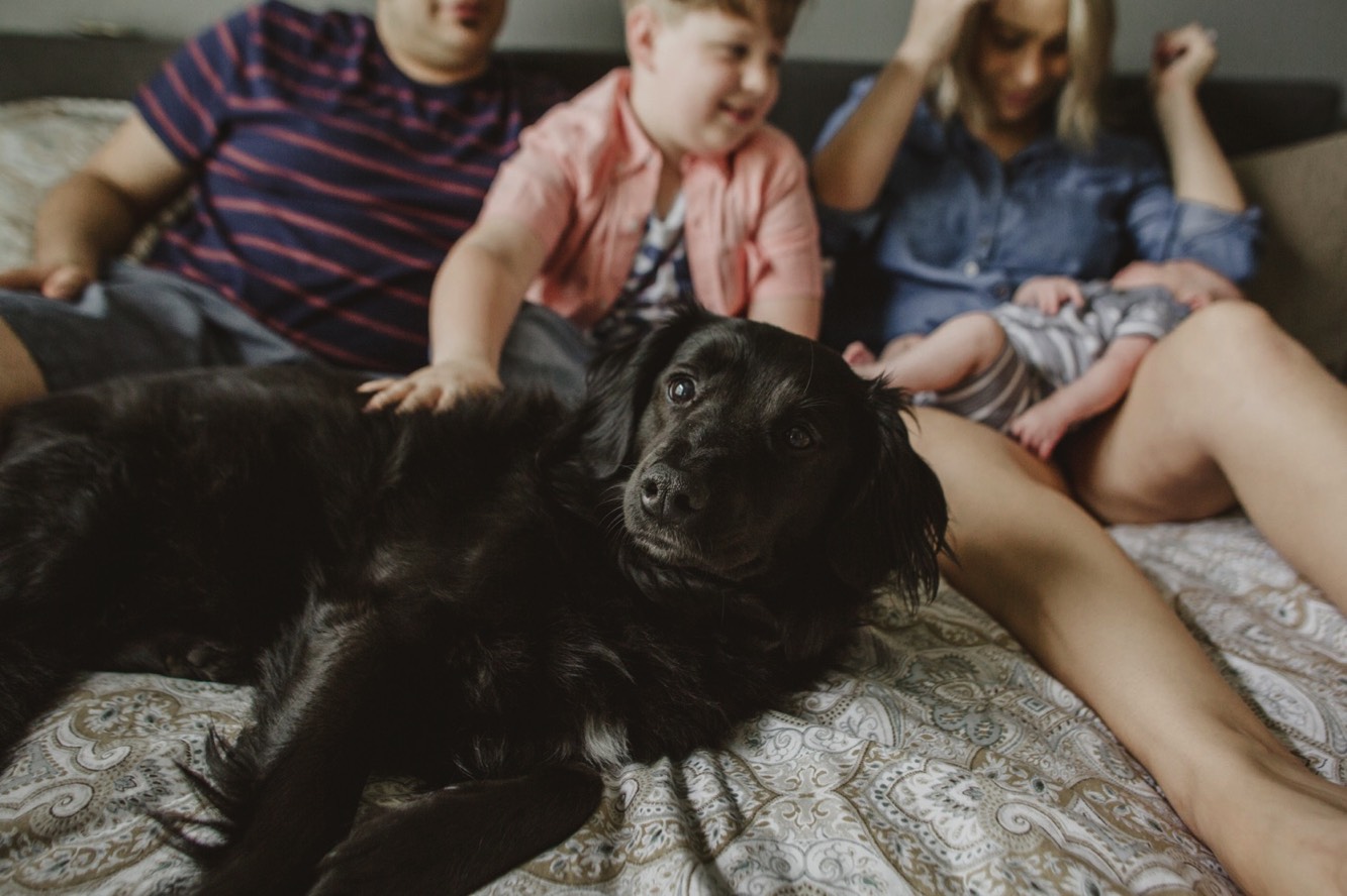 family dog laying on the bed during their newborn session in spring hill, Tennessee.